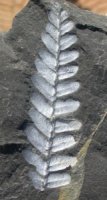 Neuropteris